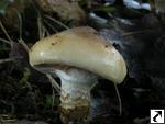 Cortinarius trivialis