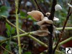 Crepidotus variabilis