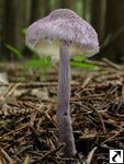 Cystolepiota bucknallii