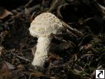 Cystolepiota hetieri