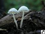 Cystolepiota seminuda