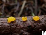 Dacrymyces capitatus