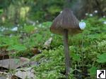 Entoloma hirtipes