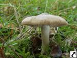 Entoloma lividoalbum