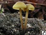 Entoloma pleopodium