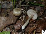 Entoloma rhodopolium