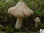 Entoloma saepium