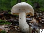 Entoloma sinuatum