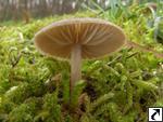 Entoloma vernum