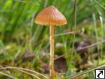 Galerina paludosa