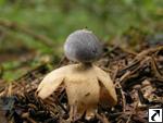 Geastrum quadrifidum