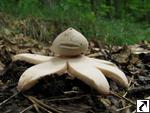 Geastrum rufescens