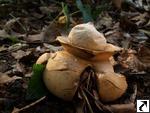 Geastrum triplex