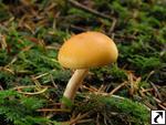 Gymnopilus penetrans