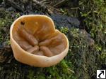 Gyromitra ancilis