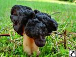 Gyromitra esculenta