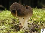 Helvella acetabulum