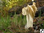 Helvella crispa