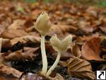 Helvella elastica