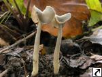 Helvella ephippium