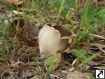 Helvella leucomelaena