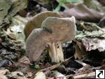 Helvella queletii