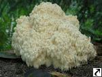 Hericium flagellum