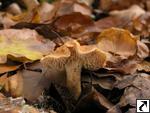 Hydnum rufescens