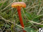 Hygrocybe cantharellus