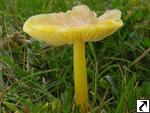 Hygrocybe chlorophana