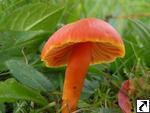 Hygrocybe coccinea