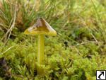 Hygrocybe conica