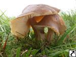 Hygrocybe ingrata