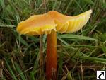 Hygrocybe intermedia