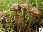 Hygrocybe irrigata