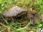 Hygrocybe ovina