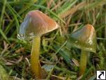 Hygrocybe psittacina