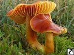 Hygrocybe punicea