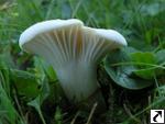 Hygrocybe berkeleyi