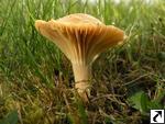 Hygrocybe pratensis