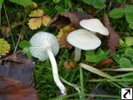 Hygrocybe virginea