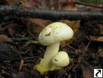 Hygrophorus chrysodon