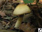 Hygrophorus discoxanthus