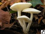 Hygrophorus eburneus