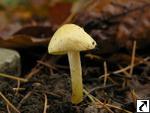 Hygrophorus lucorum