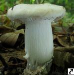 Hygrophorus poetarum