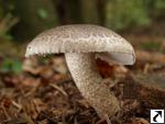 Hygrophorus pustulatus