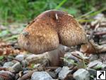 Inocybe adaequata