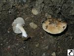 Inocybe amblyspora