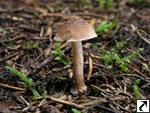 Inocybe assimilata